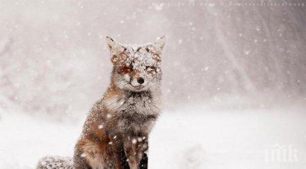 нашествие лисици съединение хищниците превземат изоставени къщи душат кокошките