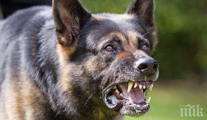 Обвиниха съпрузите, чиито кучета разкъсаха старица в Козловец