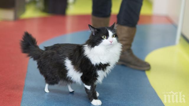 За първи път у нас: Котка получи изкуствени лапи (ВИДЕО)