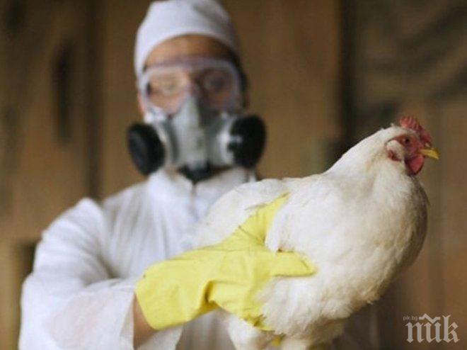 Откриха нов щам на птичия грип