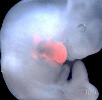 В ИМЕТО НА ЖИВОТА! Учени създадоха хибрид между човек и прасе - така ще отглеждаме органи 