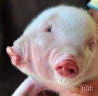 Важно изследване създаде първата „Химера“ между човек и прасе

