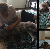 Изнасяме бездомни кучета за Германия и Швейцария