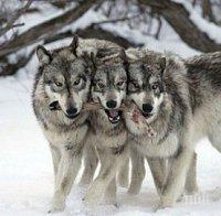 Страшни вълци вият от Румъния, стряскат нощните пазачи по Дунав