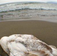 Птичият грип убива лебеди в Босна и Херцеговина