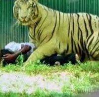 Тигър разкъса любопитен турист