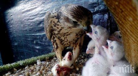 добра новина 2016 разселени ловни соколчета територията страната снимки