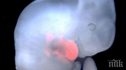 името живота учени създадоха хибрид човек прасе отглеждаме органи