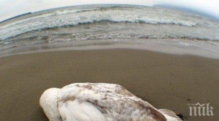 страшно намериха умрели лебеди плажа иракли