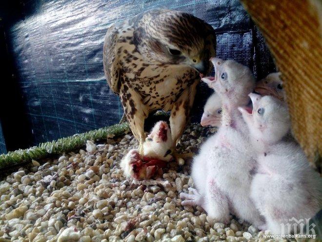 ДОБРА НОВИНА! До 2016 г. са разселени 45 ловни соколчета на територията на страната (СНИМКИ)