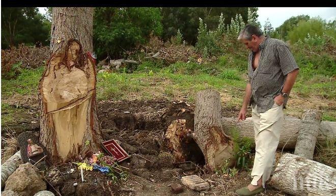 ЧУДО! Ликът на Христос се появи върху дърво 