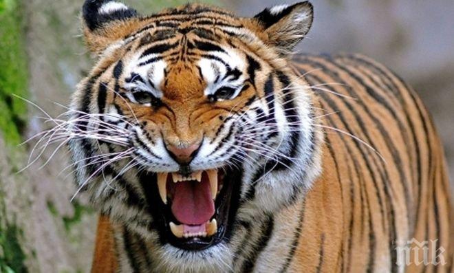 Тигър избяга от цирк в Италия и броди по улиците

