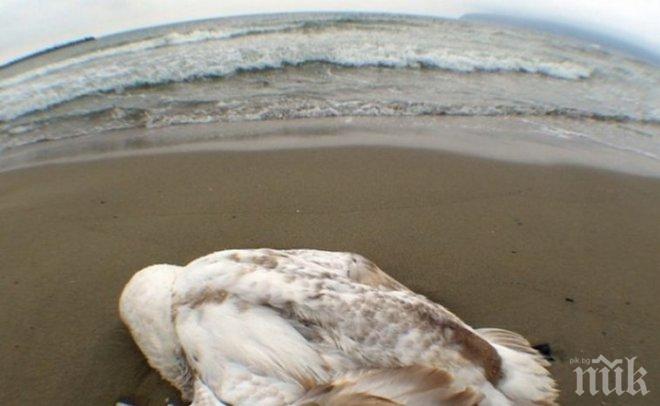 Птичият грип убива лебеди в Босна и Херцеговина