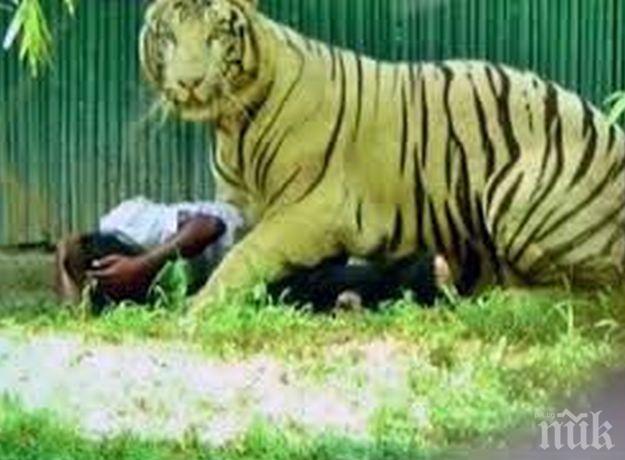 Тигър разкъса любопитен турист