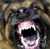 УЖАС В ПЕТРИЧКО! Озверяло куче, подобно на вълк, дебне жертви до училището и детската градина 