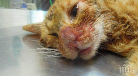 котка беглец нахълта зоомагазин надруса трева видео