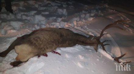 зверство бракониерът застрелял седемте кошути слязъл колата