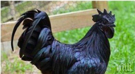 куриоз вкараха петел затвора заради люта кавга съседи снимка