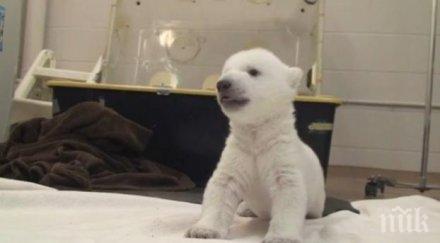 полярното мече зоопарка берлин вече име