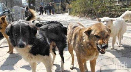 заловиха свирепото куче вълк петричкото село първомай