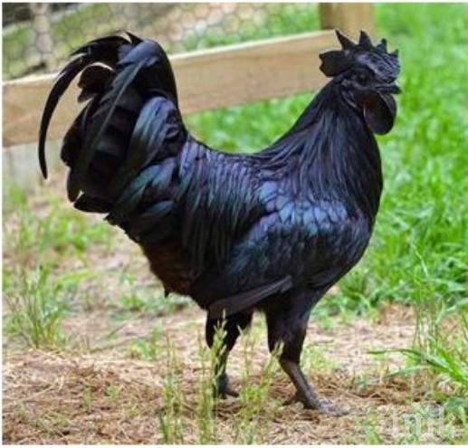 Куриоз! Вкараха петел в затвора заради люта кавга между съседи (СНИМКА) 