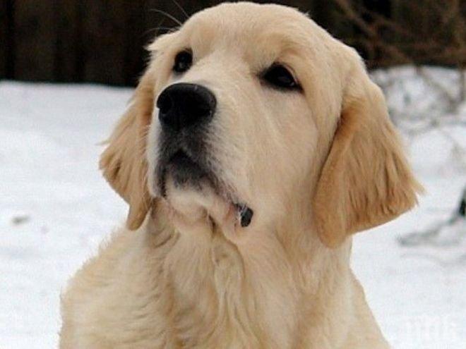 ГЕРОЙ! Куче спаси от бяла смърт парализирания си стопанин 