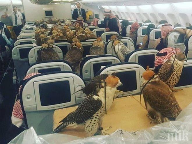 Саудитски принц купи самолетни билети за соколите си