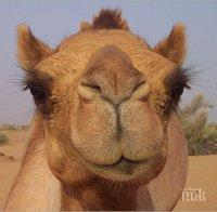 И ТОВА ГО ИМА! В Арабския свят организираха моден конкурс за камили