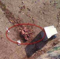 УЖАС! Трупове на животни стреснаха Айтос - подозират, че са на кучета (ШОКИРАЩИ СНИМКИ 18+) 