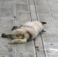 ИНЦИДЕНТ! Отровиха куче във Варна