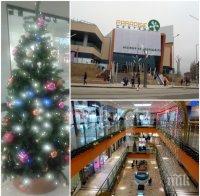 ПЪЛЕН АБСУРД! Новогодишни елхи вместо пейки 