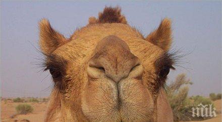 арабския свят организираха моден конкурс камили