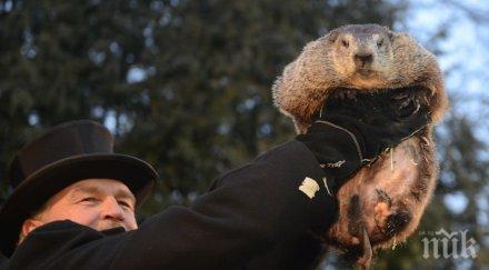 мармотът фил предсказа седмици зима