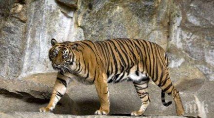 хищници животните столичния зоопарк омитат 100 кила пържоли ден