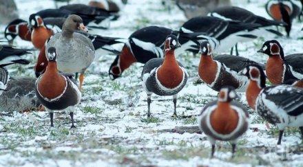 безобразие бракониери гръмнаха застрашени видове птици снимки