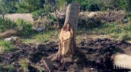 чудо ликът христос появи дърво уникално видео