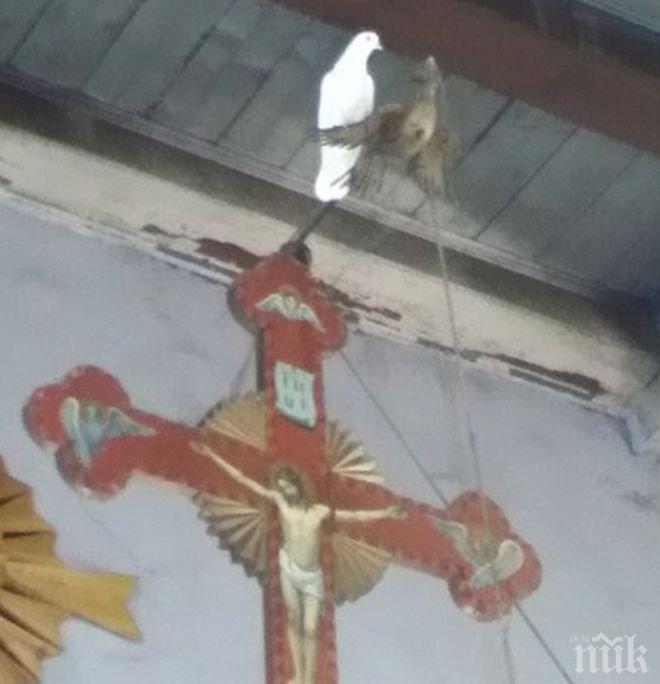 ЗНАМЕНИЕ ЗА БЛАГОДЕНСТВИЕ: Бял гълъб кацна на олтара в църква и стоя там 2 часа 