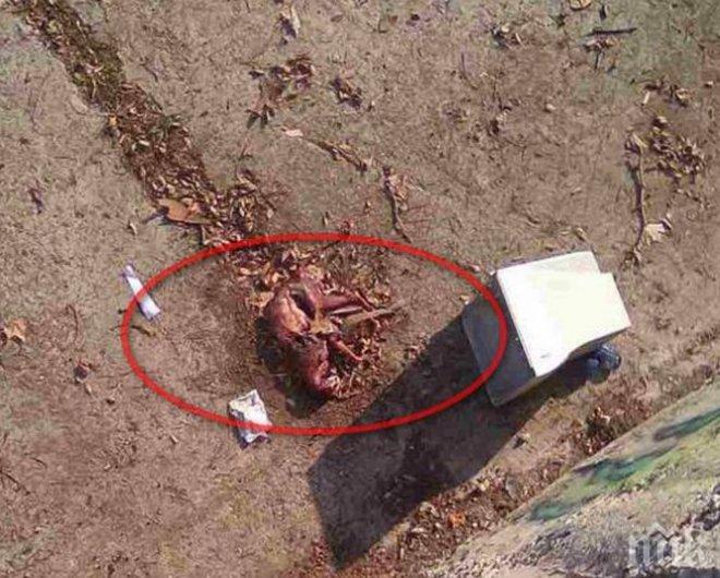 РАЗВРЪЗКА! Одраните животински трупове, които панираха Айтос, се оказаха на чакали, а не на кучета (СНИМКА,18+)