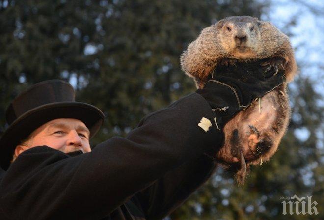 Мармотът Фил предсказа: Ще има още 6 седмици зима