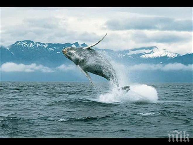 УЖАС! Откриха 30 найлонови торбички в стомаха на кит