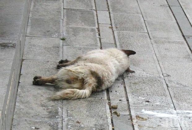 ИНЦИДЕНТ! Отровиха куче във Варна