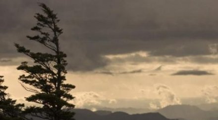 ураганен вятър изкорени вековни дървета копривщица