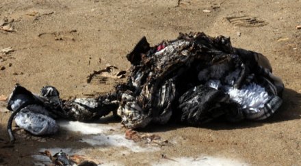 списание шпигел пореден българин самозапали бедност