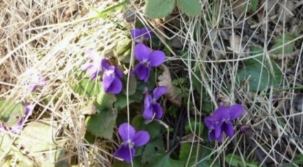 благовещение денят благата вест