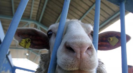 спипаха двама кражба агнета