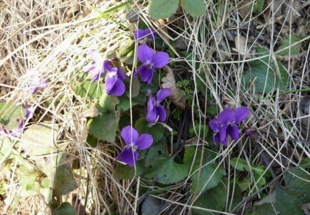 Благовещение - денят на благата вест