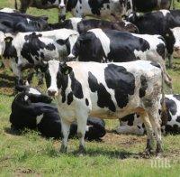 200 крави осмърдяха язовир Доспат