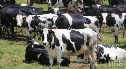 200 крави осмърдяха язовир доспат