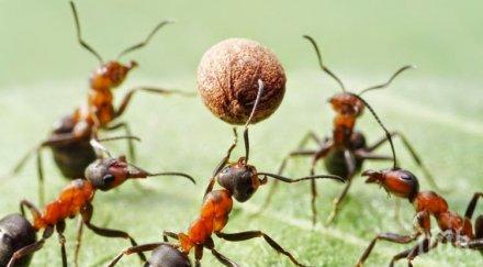 майтап мравките също имат индивидуалност