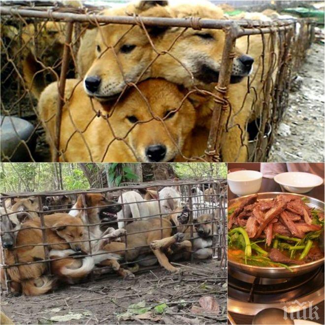 ПОТРЕС! Ферма за кучешко месо е хит в Русия! Мръвките от четириноги се разграбиха за два дни 